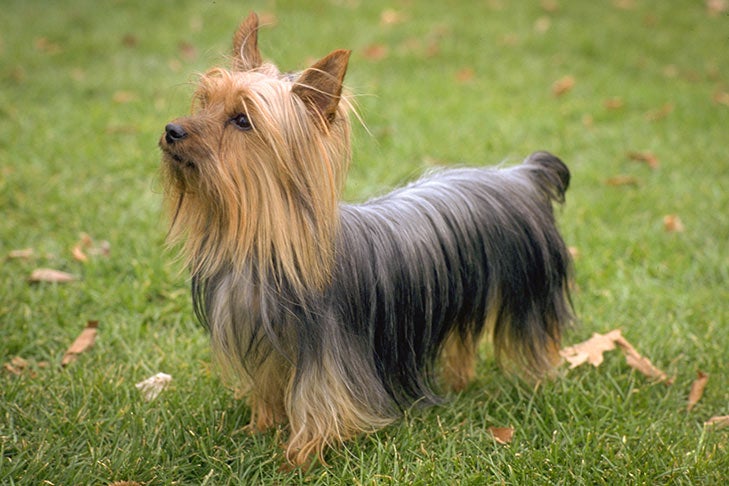 Silky Terrier standing in the grass.