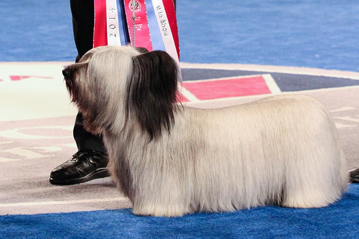 Skye Terrier won 2014 Best in Show at the AKC National Championship.