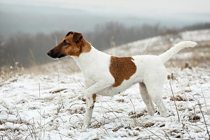 Smooth Fox Terrier standing in a field in winter