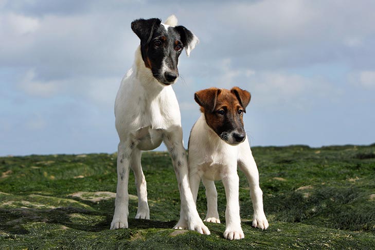 Smooth Fox Terrier standing outdoors with her puppy.