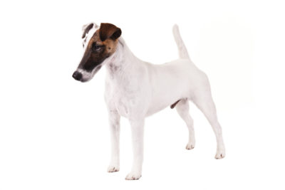 Smooth Fox Terrier standing in three-quarter view.