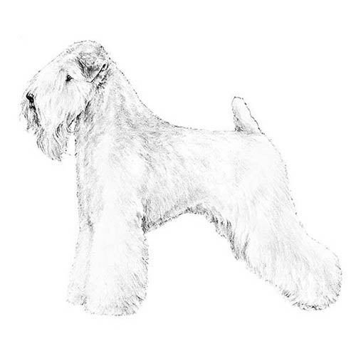 Soft Coated Wheaten Terrier Dogs