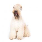 Soft Coated Wheaten Terrier sitting in three-quarter view