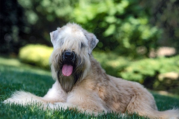 Soft Coated Wheaten Terrier laying down in the garden.