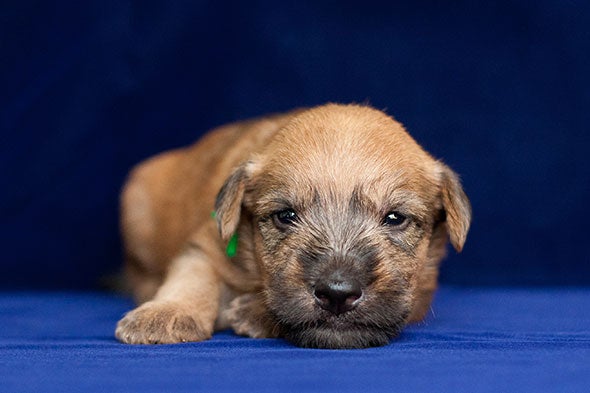 Soft Coated Wheaten Terrier Dog Breed Information