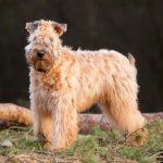 Soft Coated Wheaten Terrier standing in profile outdoors.