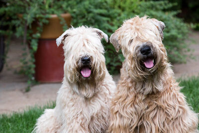 Soft Coated Wheaten Terriers head portrait in the yard together.