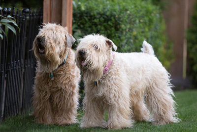 Soft Coated Wheaten Terriers standing in the yard together.