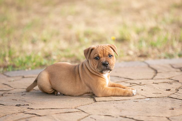 Staffordshire Bull Terrier puppy laying down outdoors.
