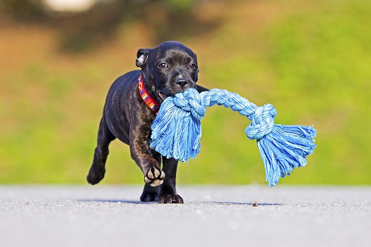 Puppy Behavior: Dog Zoomies & Other Funny Behavior