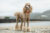 Standard Poodle standing outdoors at the beach.