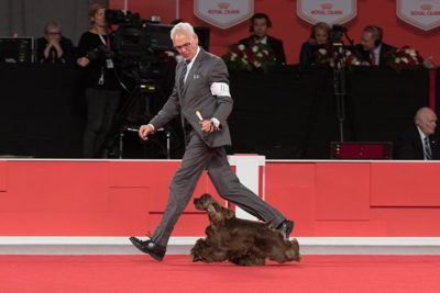 Striker the Cocker Spaniel won Best in Show at the 2017 AKC National Championship presented by Royal Canin in Orlando, FL.
