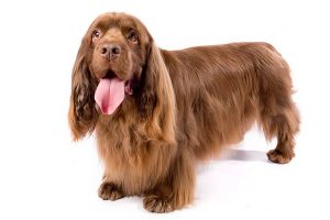 Sussex Spaniel standing in three-quarter view.
