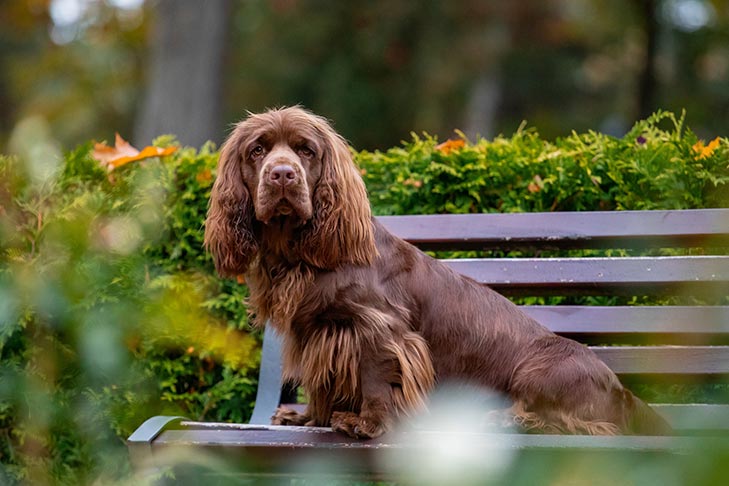 Sussex Spaniel sitting on a park bench.
