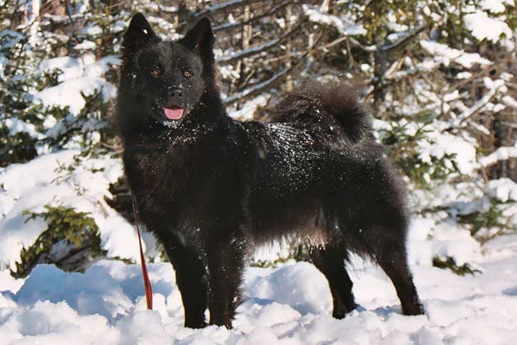 Are Swedish Lapphunds Good Dogs
