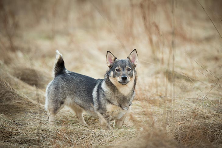Swedish Vallhund standing in a field.