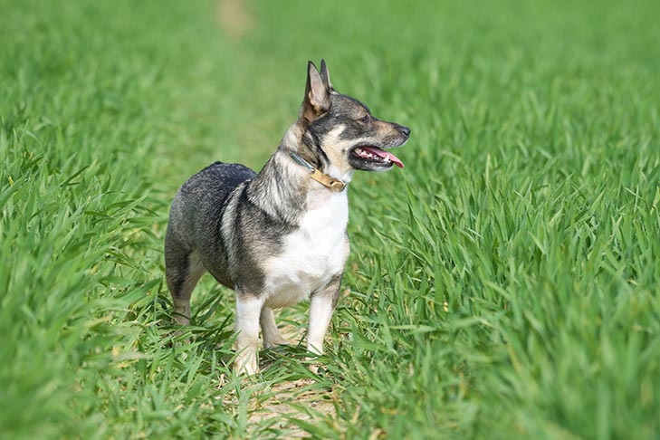 Swedish Vallhund standing in a grassy field.