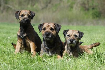 A Border Terrier laying next to two puppies.