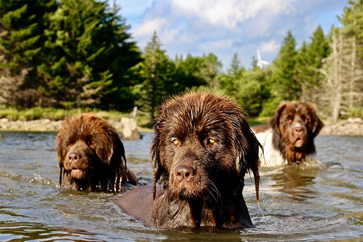 Three Newfoundlands in a lake.