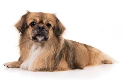 Tibetan Spaniel lying in three-quarter view facing forward.