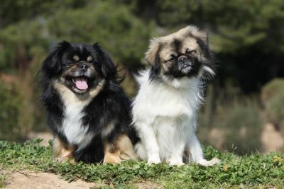 Tibetan Spaniels sitting together outdoors.