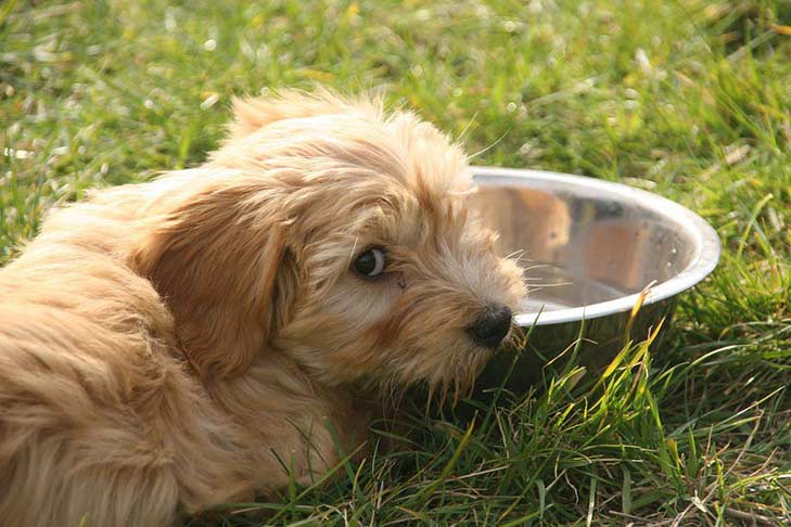 Tibetan Terrier puppy laying down next to its bowl outdoors.