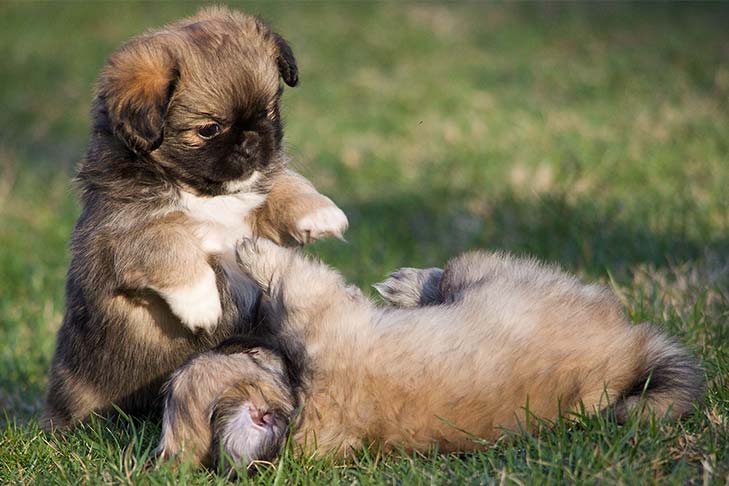 Two Tibetan Spaniel puppies playing in the grass.