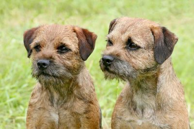 Two Border Terriers sitting side by side outdoors.
