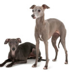 Two Italian Greyhounds, one standing and one laying down.