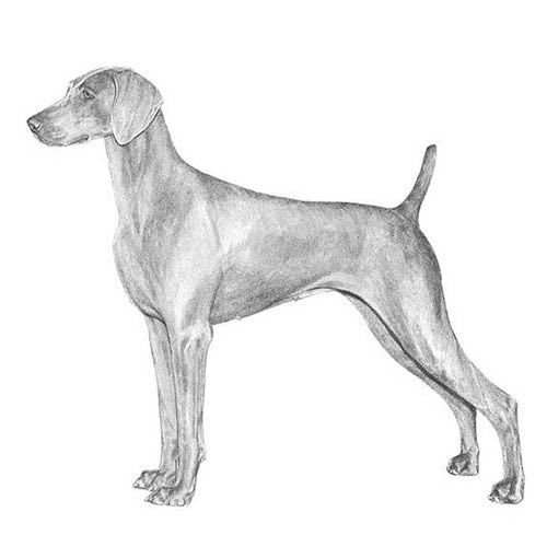 what is the breed of weimaraner
