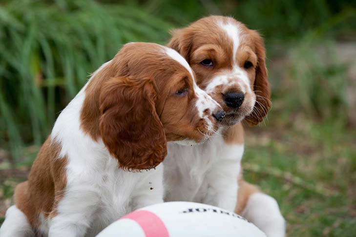 Overflødig Uartig høste Welsh Springer Spaniel Dog Breed Information