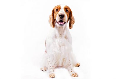 Welsh Springer Spaniel sitting facing forward.