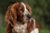 Welsh Springer Spaniel head portrait outdoors.