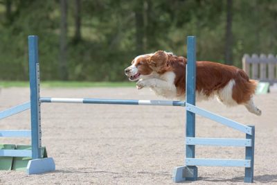 Welsh Springer Spaniel leaping over an agility jump.