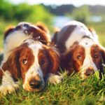 Welsh Springer Spaniels laying side by side in the grass.