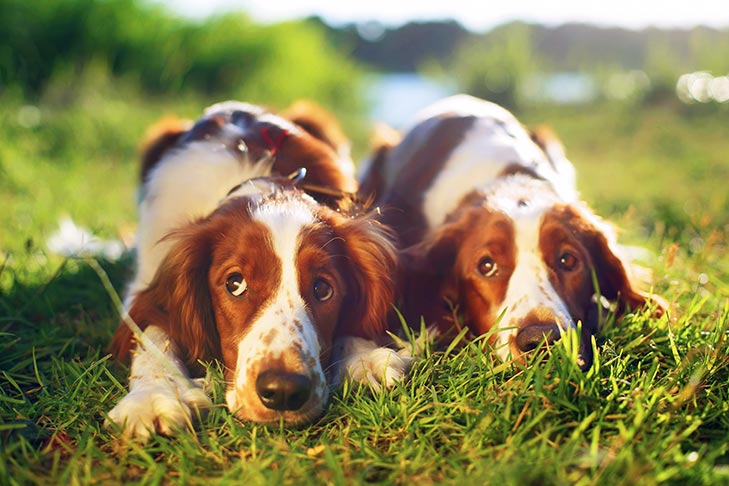 Welsh Springer Spaniels laying side by side in the grass.
