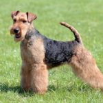 Welsh Terrier standing stacked in the grass.