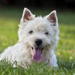 West Highland White Terrier laying down in the grass.