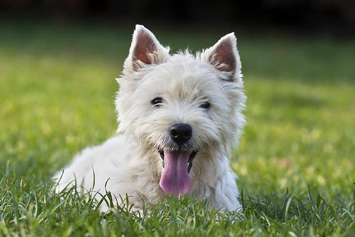 software pave Jeg har erkendt det West Highland White Terrier Dog Breed Information