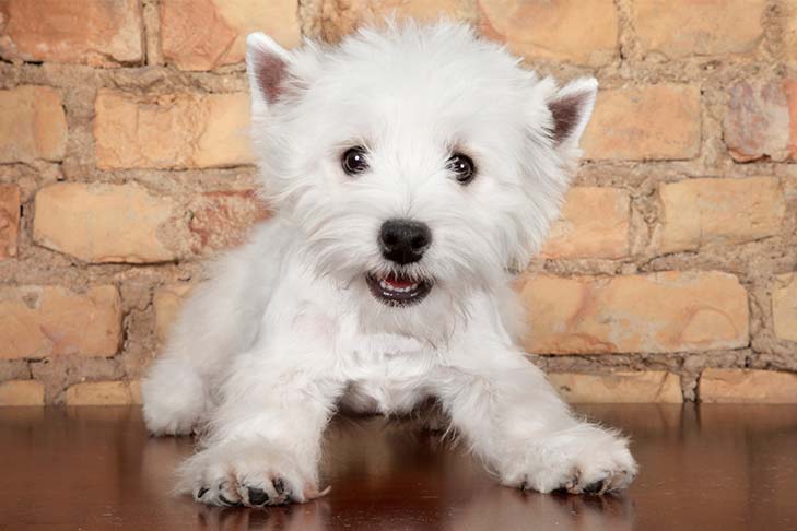 West Highland White Terrier puppy portrait indoors.