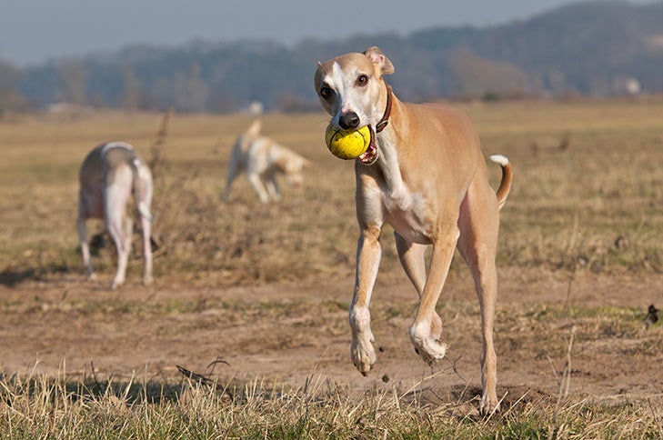 Whippet running forward with a ball in its mouth in a field
