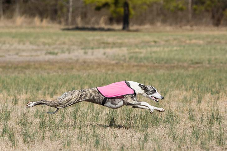 Whippet running in a coursing test.