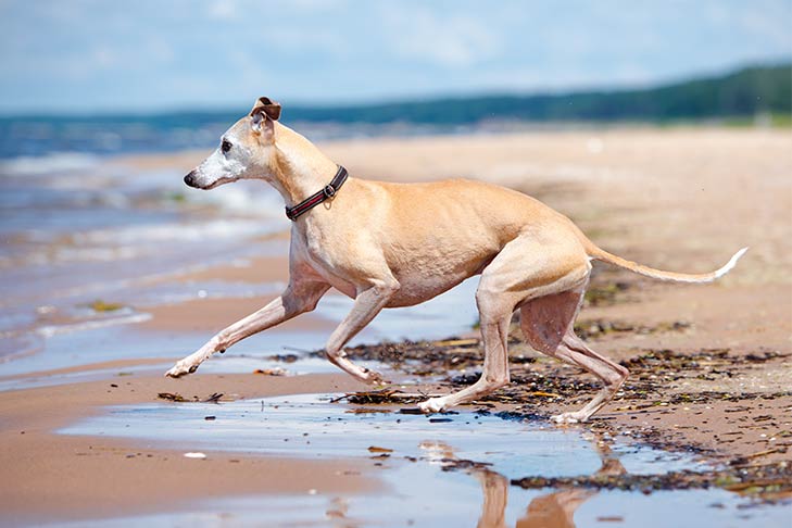 Whippet running on the beach.