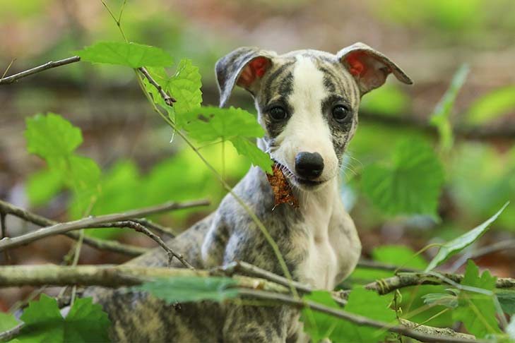 Whippet puppy sitting in the woods.