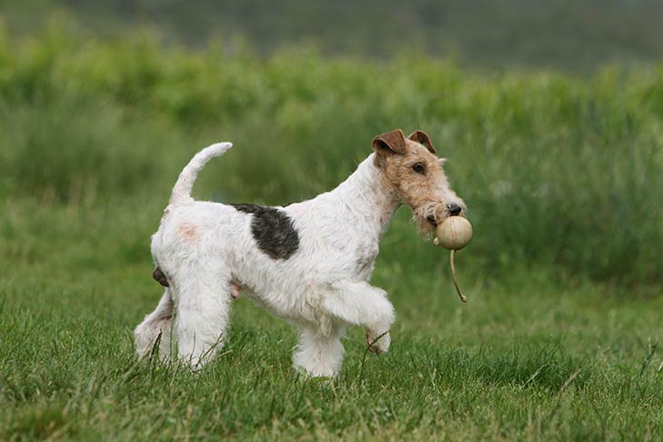 Wire Fox Terrier playing with a toy outdoors.