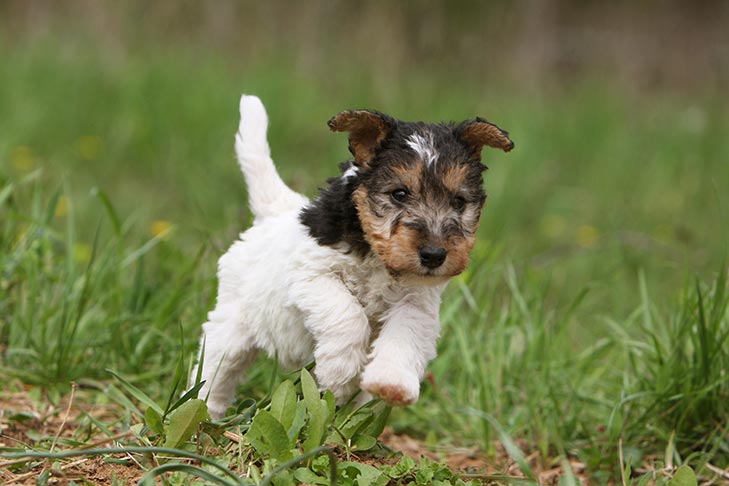 Wire Fox Terrier puppy running in the grass