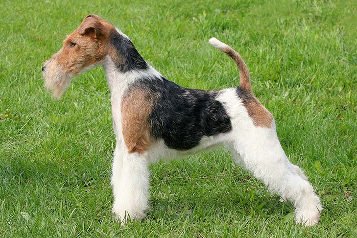 arabisk Besøg bedsteforældre Withered Wire Fox Terrier Dog Breed Information