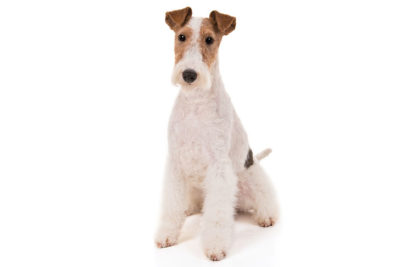Wire Fox Terrier sitting in three-quarter view.
