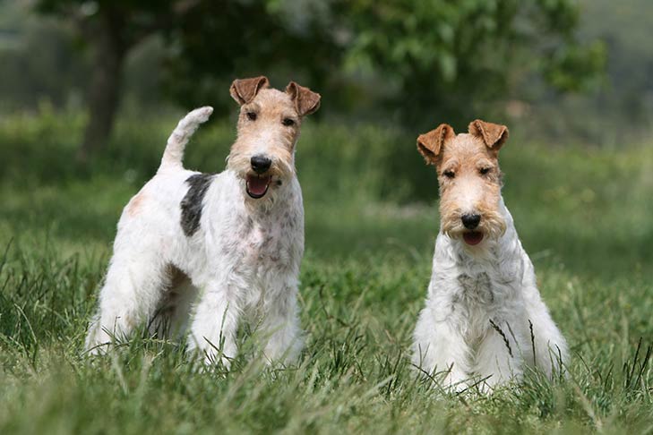 Wire Fox Terriers together outdoors.