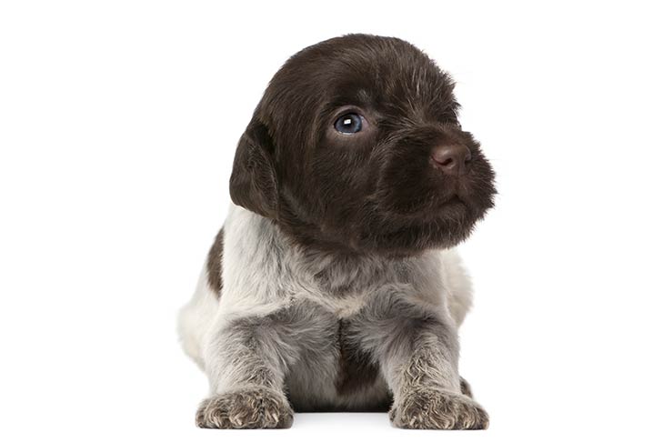 Wirehaired Pointing Griffon Dog Breed Information